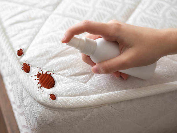 Pest Control Cost in Camp Verde, AZ